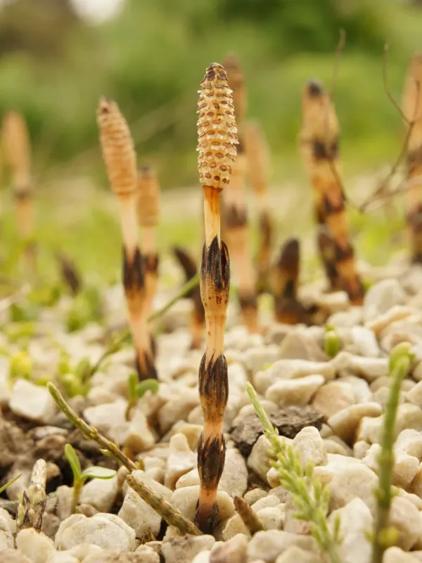 Field horsetail