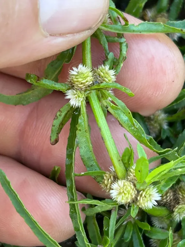 Alternanthera nodiflora