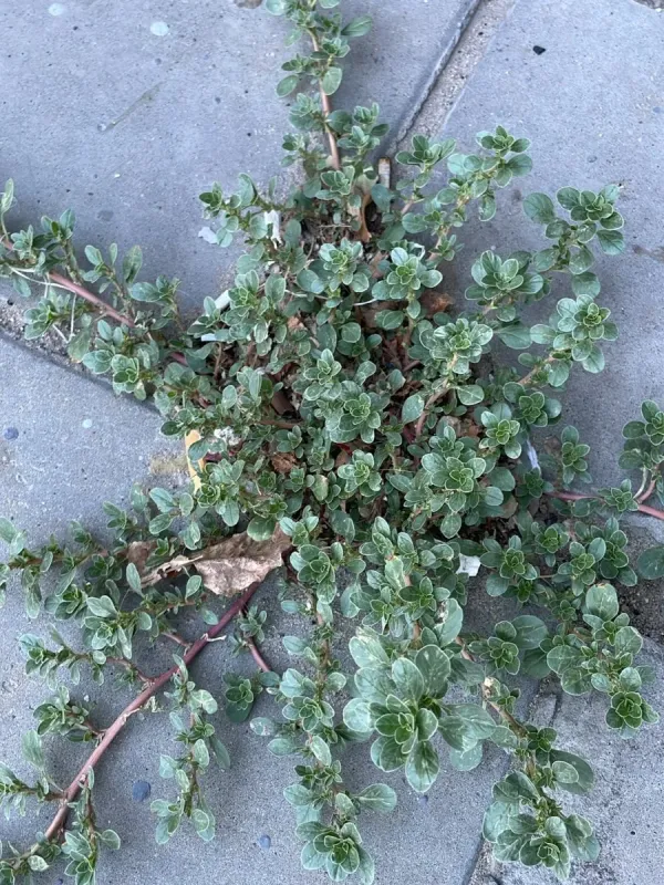 Prostrate amaranth