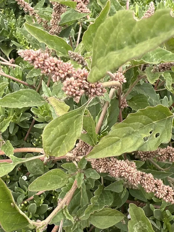 Spreading amaranth