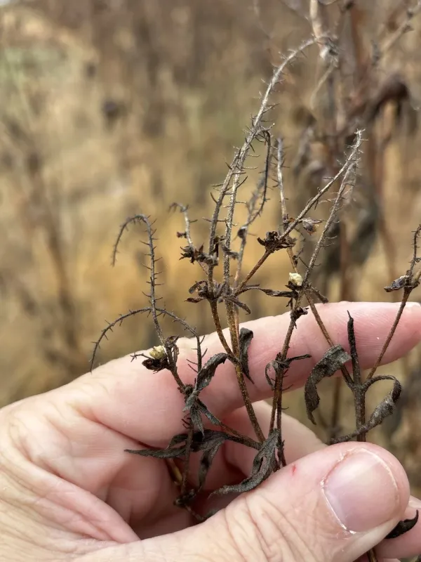 Wingless ragweed