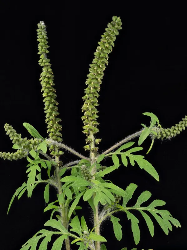 Common ragweed