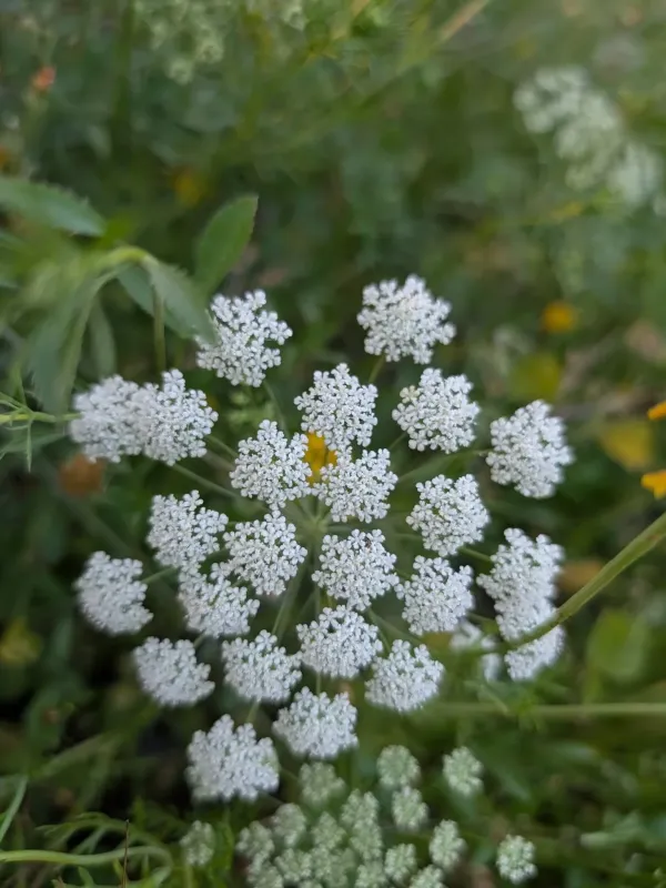 Bishop's weed