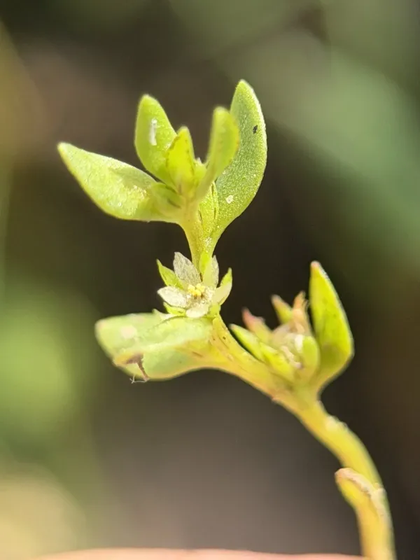 Chaffweed