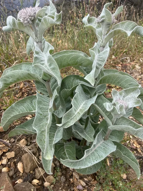 Woollypod milkweed