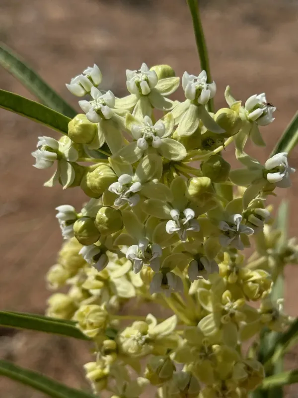 Labriform milkweed