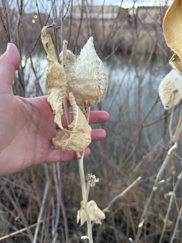Showy milkweed