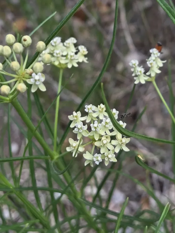 Whorled milkweed