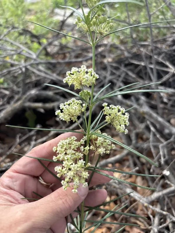Whorled milkweed