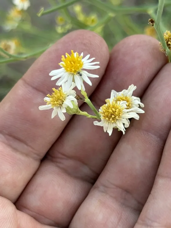 Chloracantha spinosa