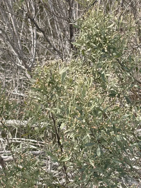 Baccharis halimifolia