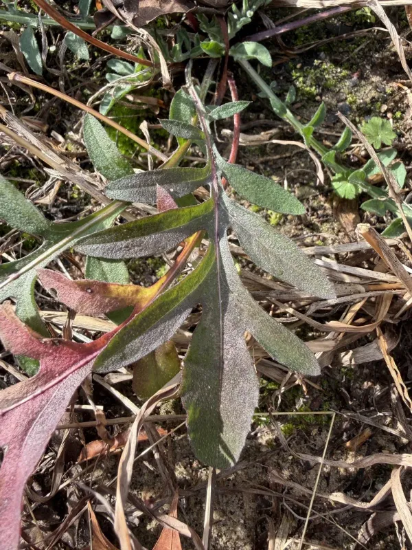 Spotted knapweed