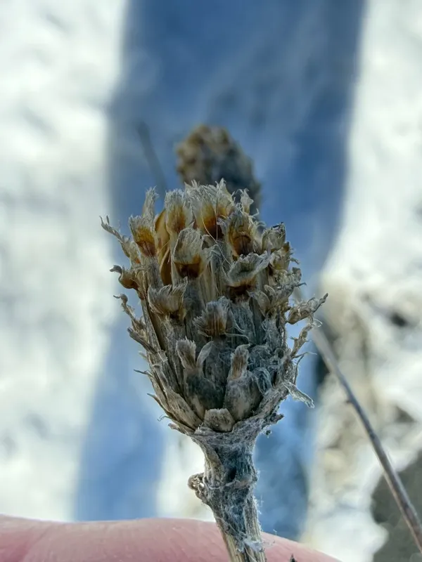 Brown knapweed