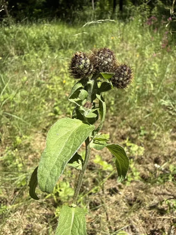 Phrygian knapweed