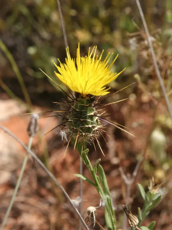 Yellow star-thistle