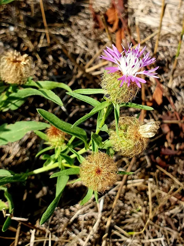 Centaurea trichocephala