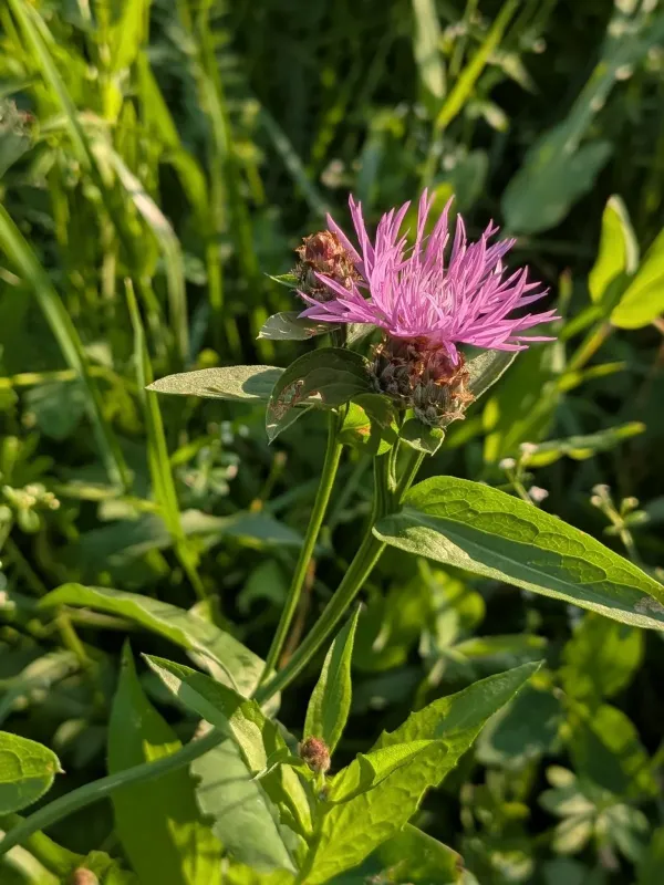 Tyrol knapweed
