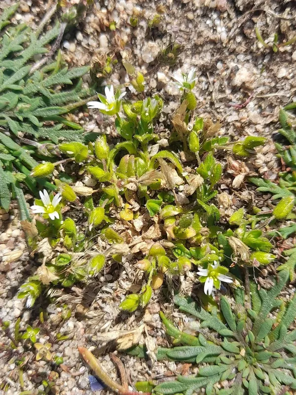 Sea chickweed
