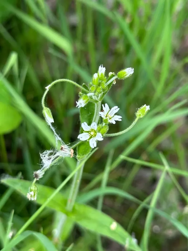 Nodding chickweed