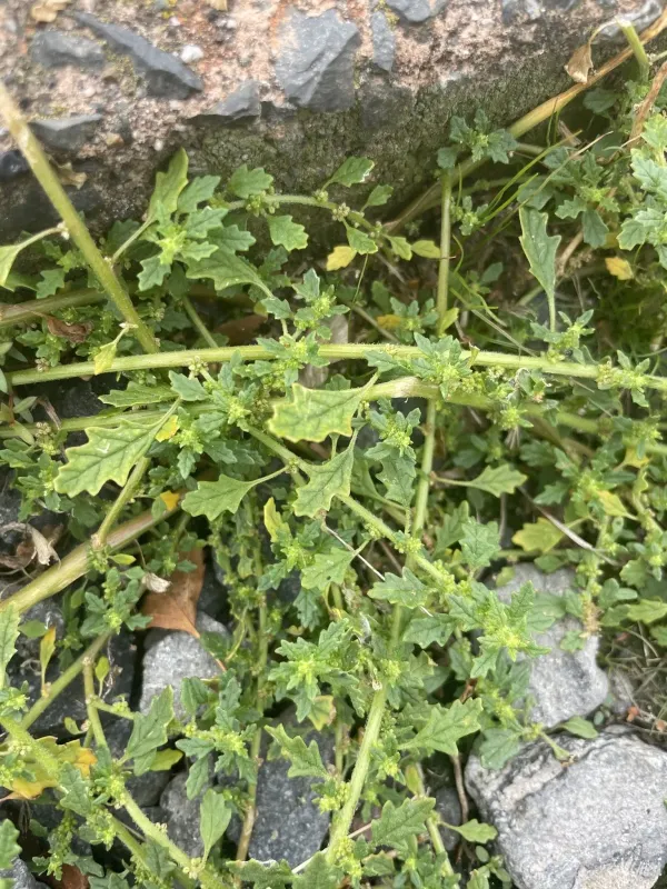 Dysphania pumilio