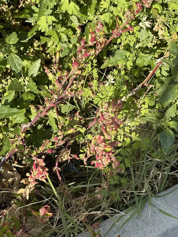 Red goosefoot
