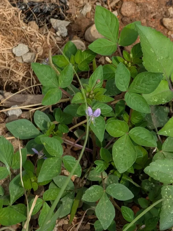 Cleome rutidosperma