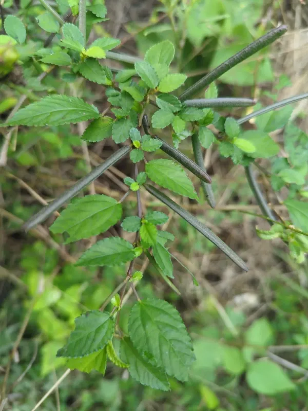 Corchorus siliquosus