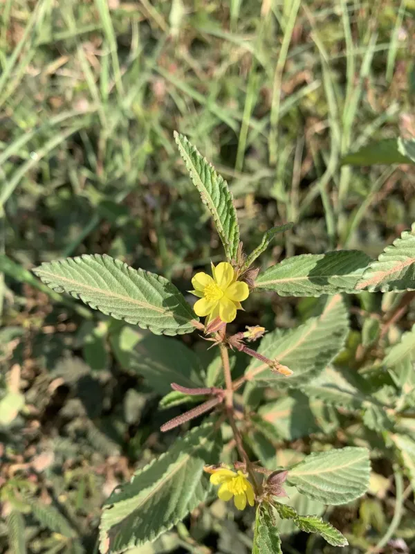 Corchorus trilocularis