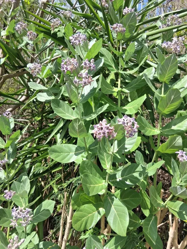 Giant Calotropis