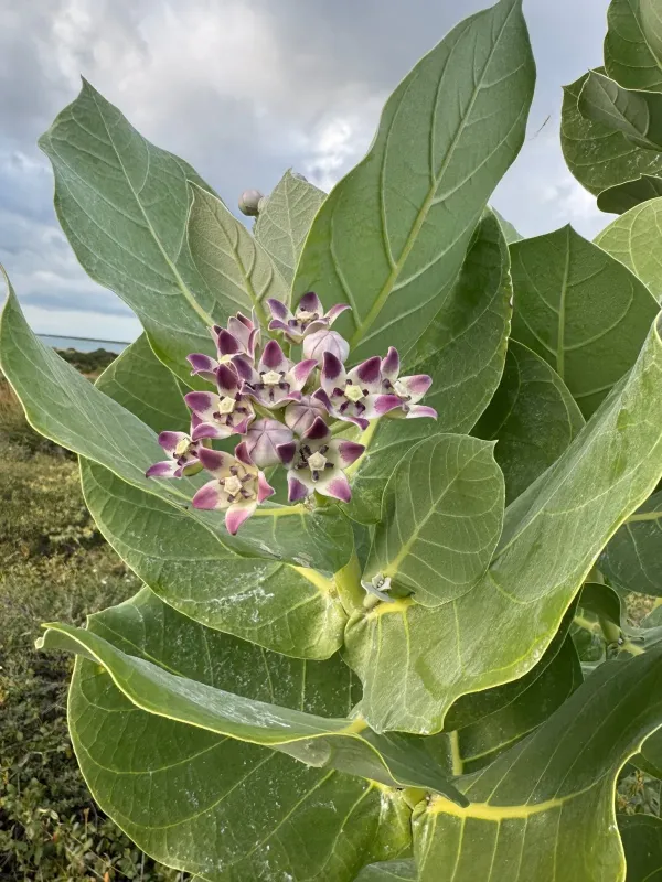 Calotropis procera
