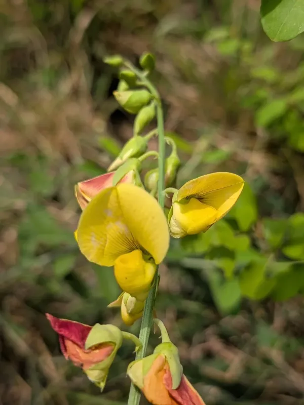 Rattleweed