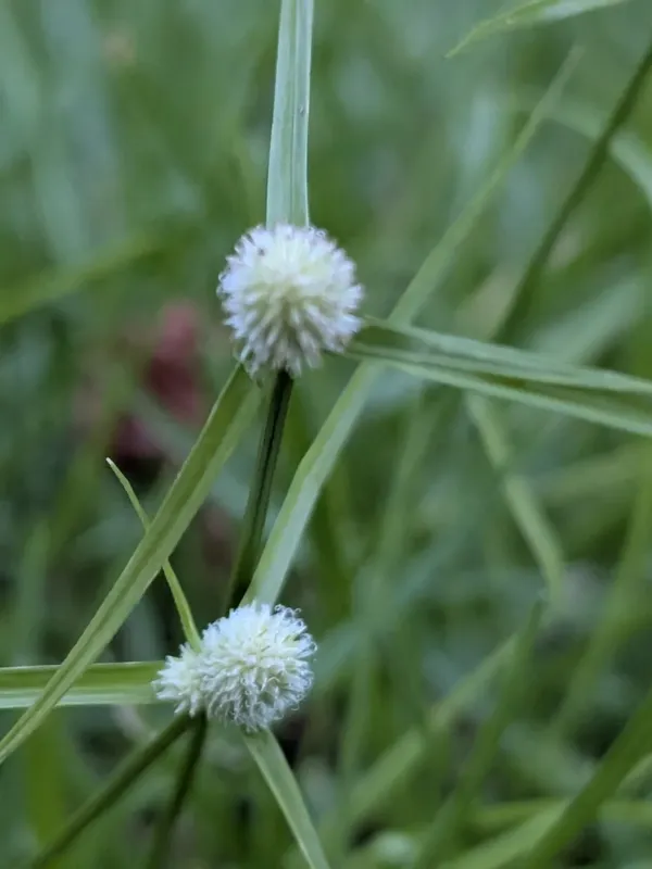 Cyperus sesquiflorus