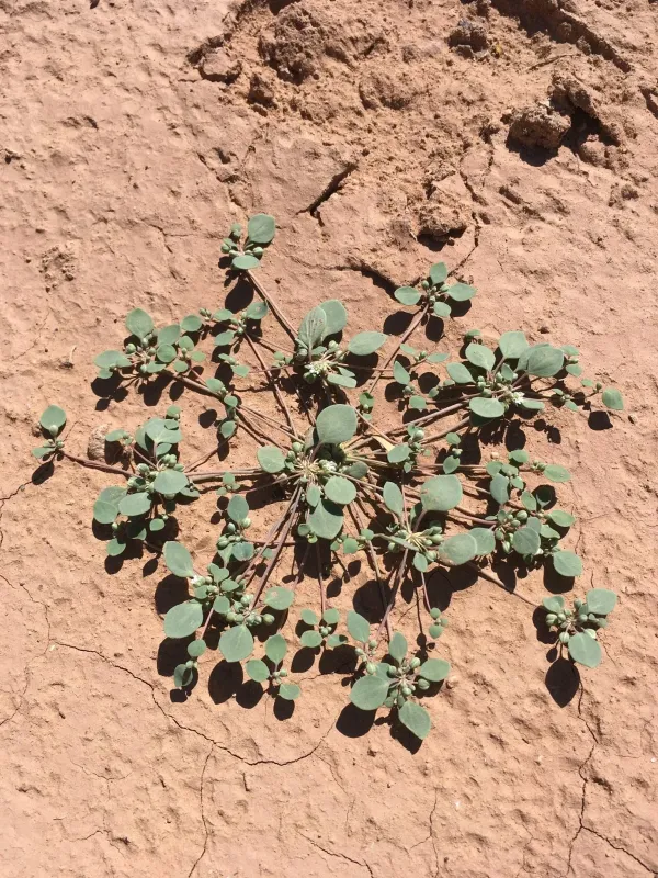 Drymaria pachyphylla
