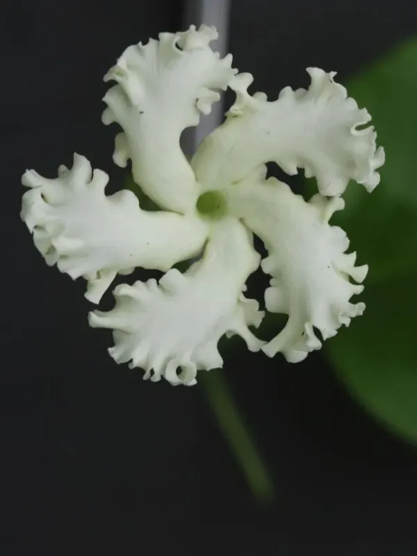 Echites umbellata