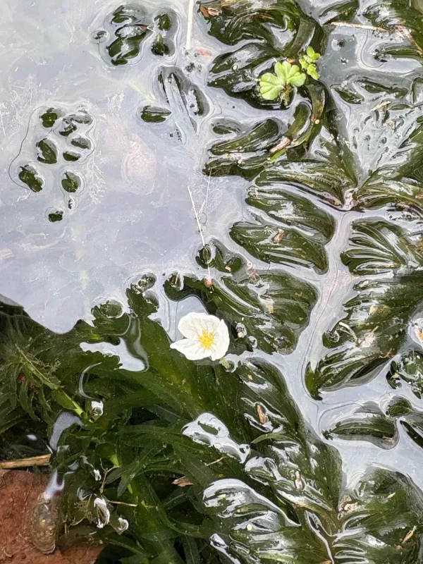 Brazilian elodea
