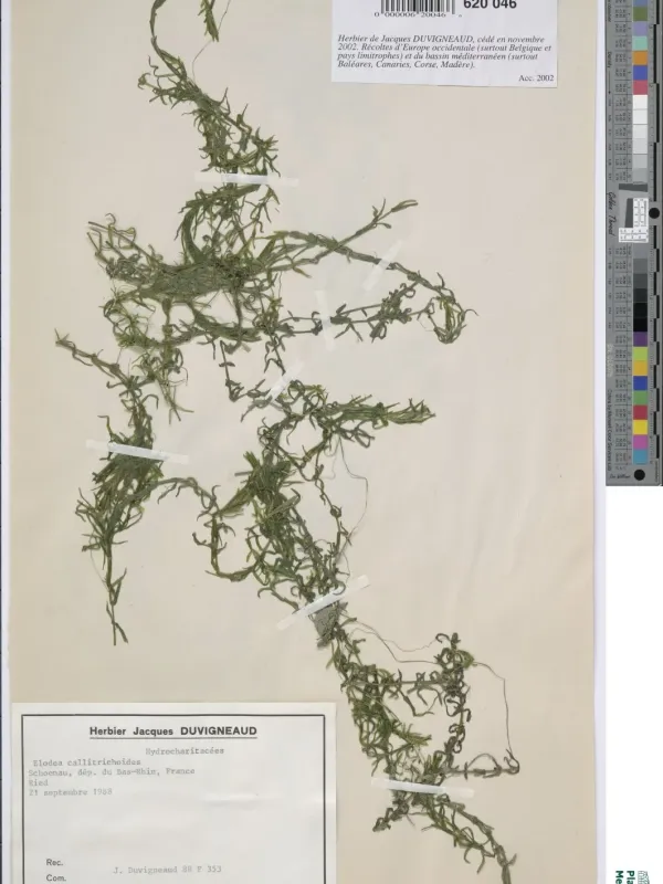 Elodea callitrichoides