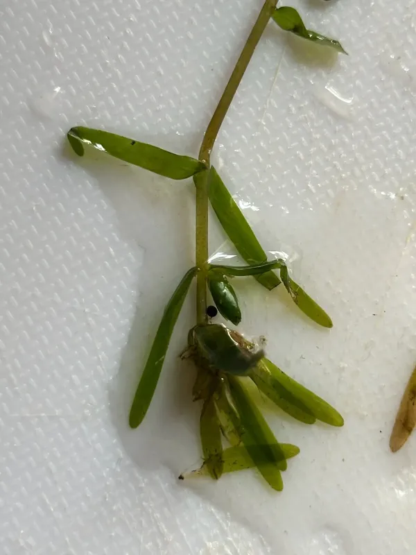 Elodea bifoliata