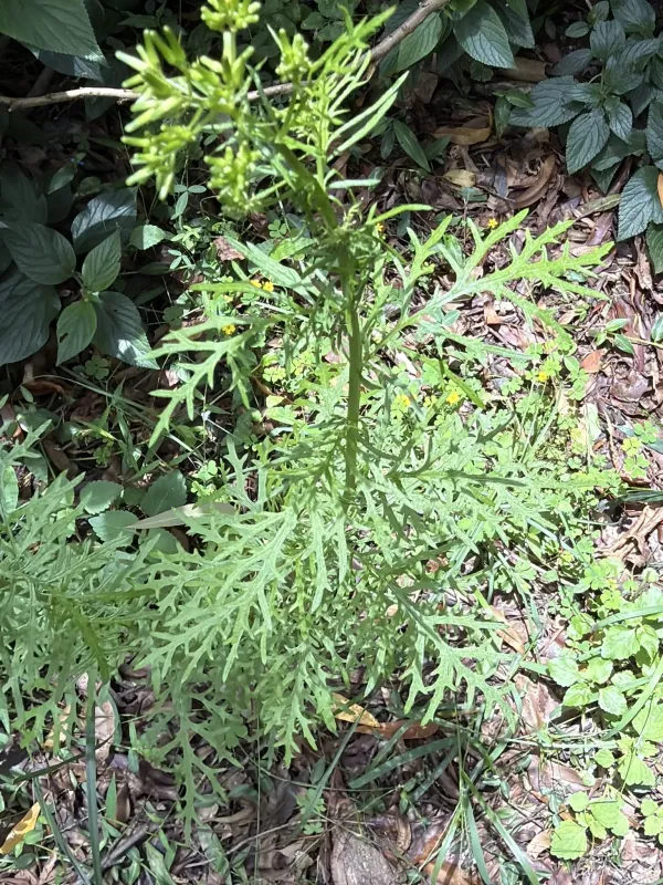 Erechtites atkinsoniae