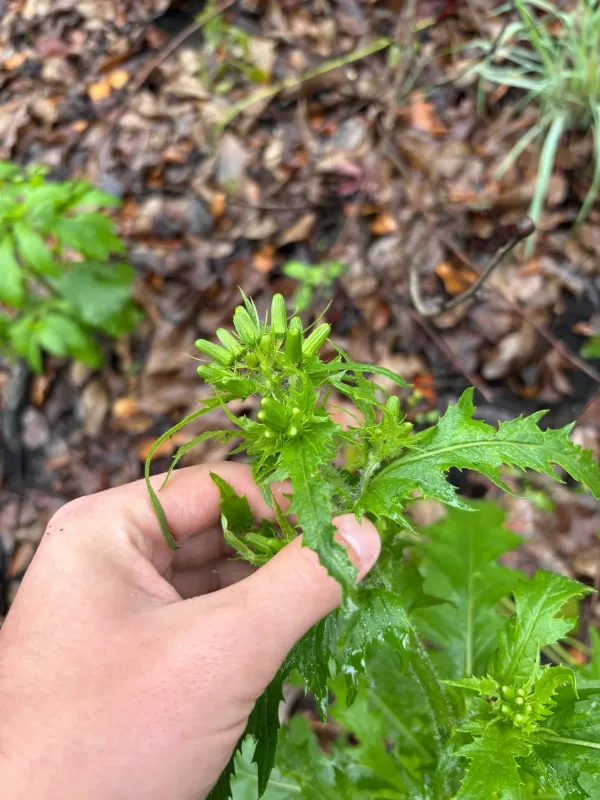 American burnweed