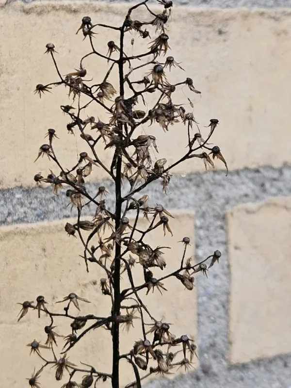 Canadian horseweed