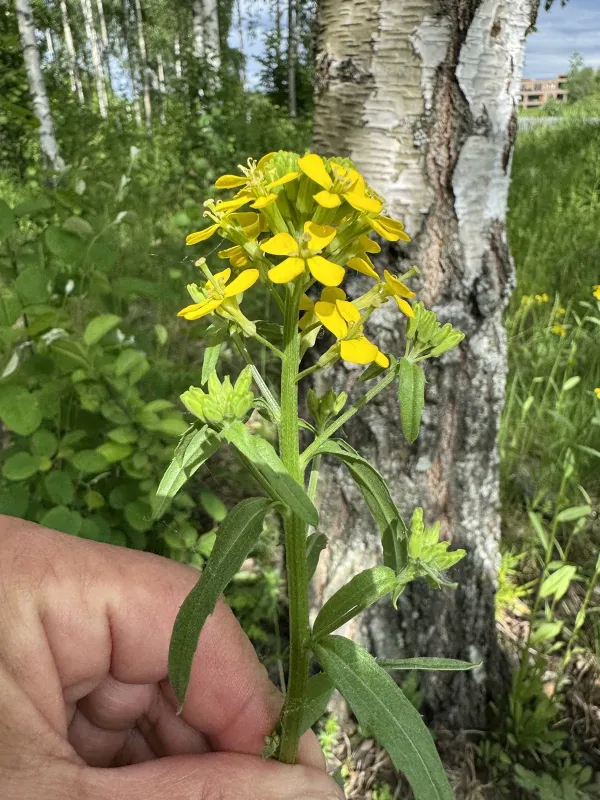 Erysimum virgatum