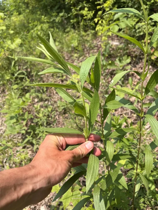 Tall thoroughwort