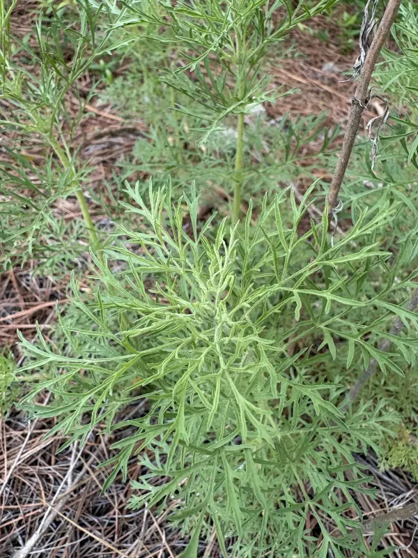 Yankeeweed