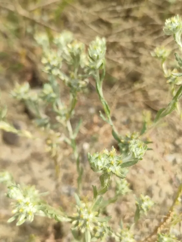Broad-leaved cudweed