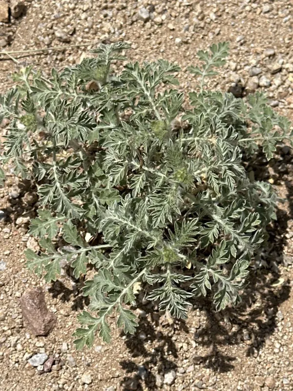 Skeletonleaf bursage