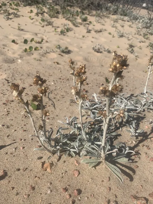 Narrow-leaf cudweed