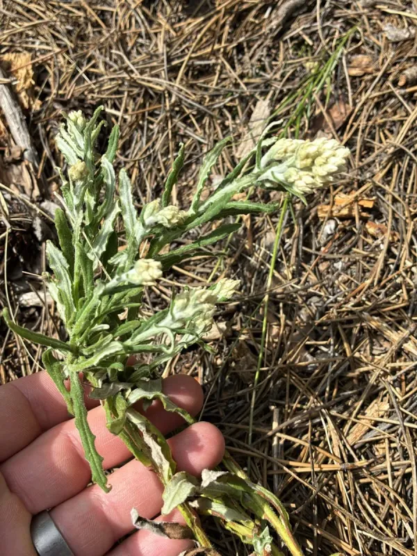 Gnaphalium macounii