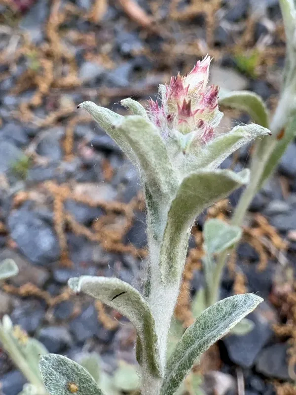 Purple cudweed