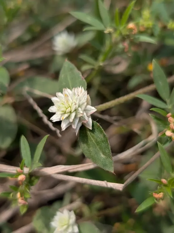 Gomphrena celosioides