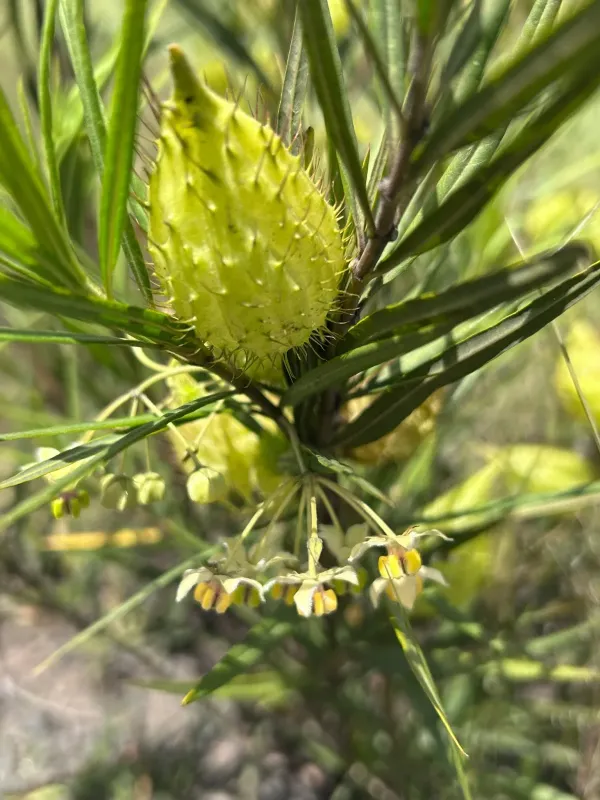 Narrow-leaf cotton bush